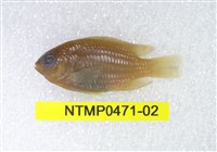 藏品(藍刻齒雀鯛)的圖片